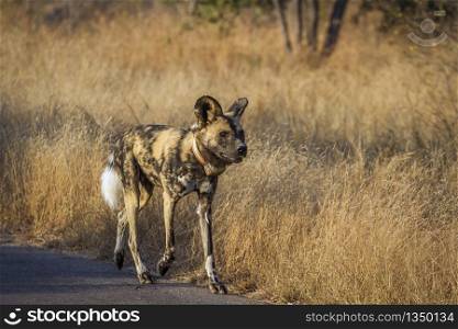 African wild dog with radio collar walking on safari road in Kruger National park, South Africa ; Specie Lycaon pictus family of Canidae. African wild dog in Kruger National park, South Africa