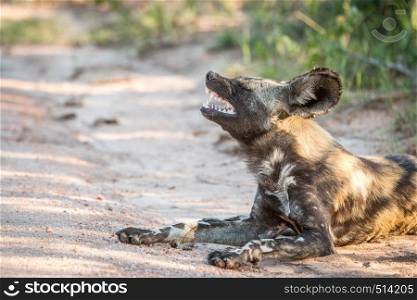 African wild dog yawning in the Kruger National Park, South Africa.