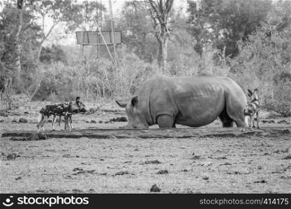 African wild dogs looking at a White rhino in black and white in the Kruger National Park, South Africa.