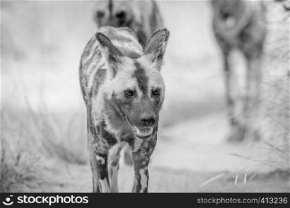 African wild dogs walking towards the camera in black and white in the Kruger National Park, South Africa.