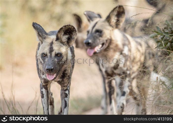 African wild dogs walking towards the camera in the Kruger National Park, South Africa.