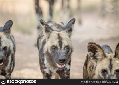 African wild dogs walking towards the camera in the Kruger National Park, South Africa.