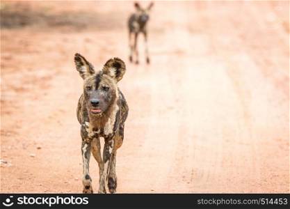 African Wild dogs walking towards the camera in the Kruger National Park, South Africa.