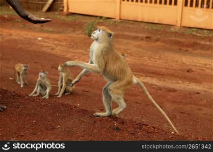 African wild monkeys eating food from people hand