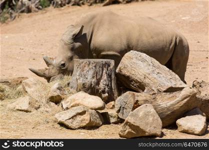 African wildlife safari rhinoceros. rhinoceros