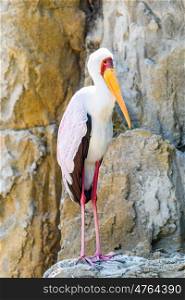 African Yellow Billed Stork Bird