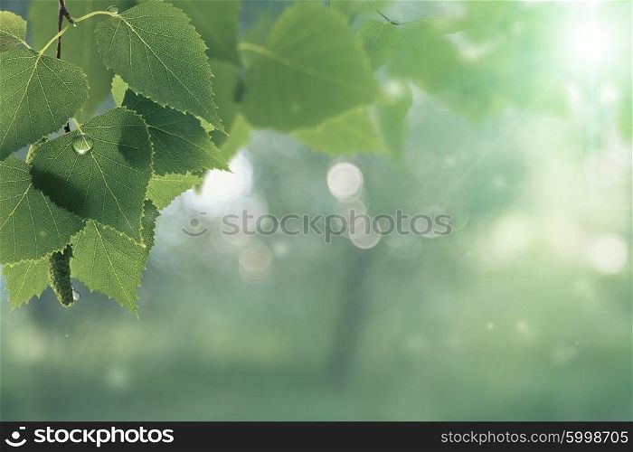After the rain. Abstract seasonal backgrounds with green foliage and water drops