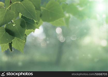 After the rain. Abstract seasonal backgrounds with green foliage and water drops