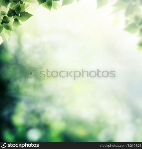 After the rain. Beauty foggy day in the forest, abstract natural backgrounds