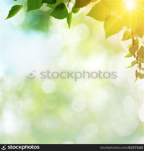 Afternoon cast, abstract summer backgrounds with green leaves and sun beam