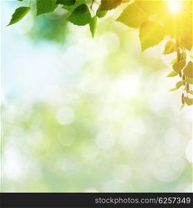 Afternoon cast, abstract summer backgrounds with green leaves and sun beam