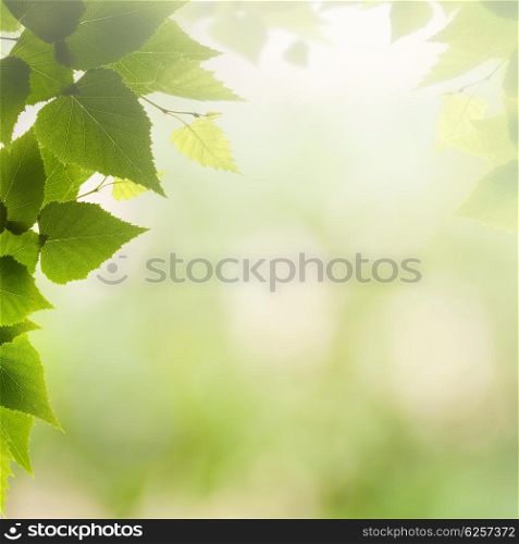 Afternoon haze, abstract summer backgrounds with green leaves and sun beam