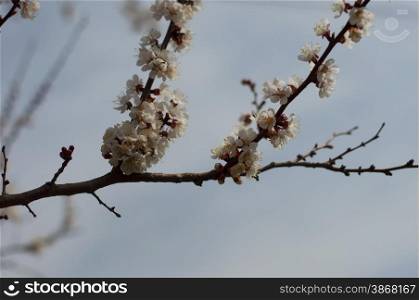 against the blue sky the blossoming apricot tree branches
