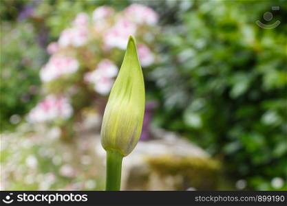 Agapanthus bud in a garden during summer