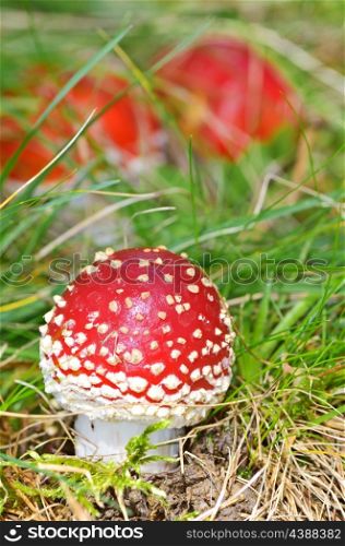 Agaric fungi mushroom in forest