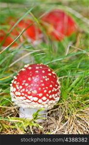 Agaric fungi mushroom in forest