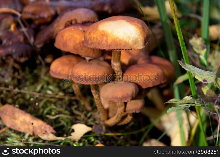 agaric mushrooms in the forest
