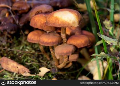 agaric mushrooms in the forest