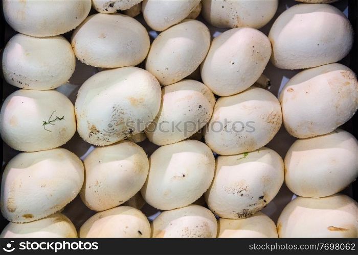 Agaricus bisporus background with mushrooms