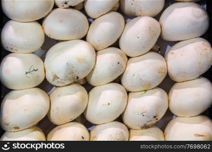 Agaricus bisporus background with mushrooms
