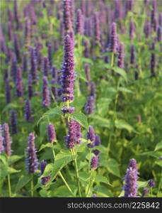 Agastache Blue Fortune or Giant Hysso flowers.
