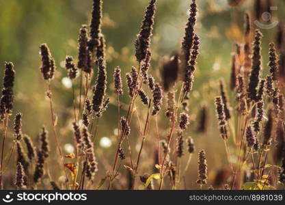 agastache flowers plants fall