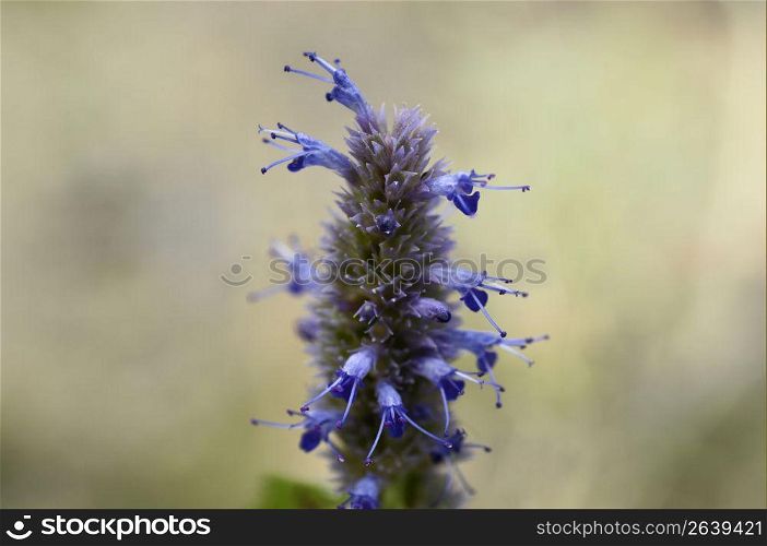 Agastache urticifolia &acute;Liquorice Blue&acute;