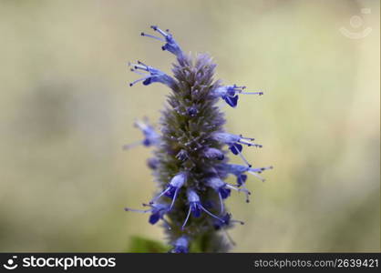 Agastache urticifolia &acute;Liquorice Blue&acute;