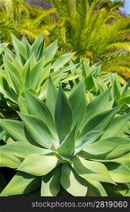 Agave Attenuata cactus plant from Canary Islands in La Palma