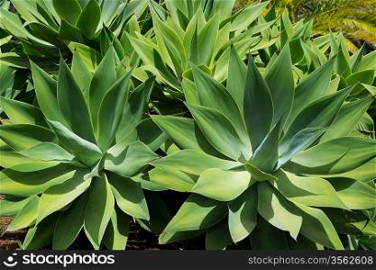 Agave Attenuata cactus plant from Canary Islands in La Palma