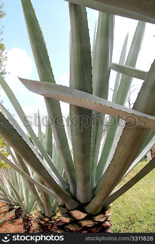 Agave cactus tequilana plant for distill Mexican tequila liquor in a row