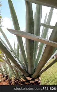Agave cactus tequilana plant for distill Mexican tequila liquor in a row