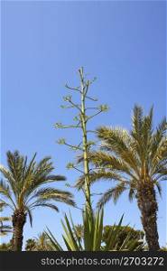 agave flower and phonix dactylifera canariensis palm trees mediterranean blue sky