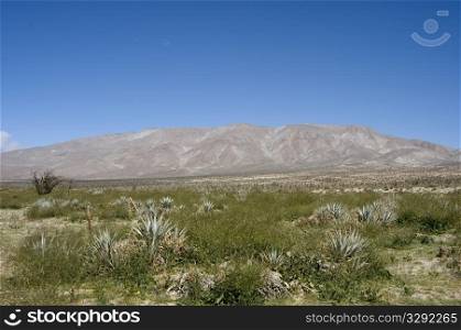 Agave in desert landscape