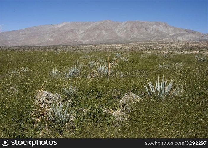 Agave in desert landscape