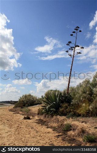 Agave on a beach in the Algarve, south coast of Portugal.