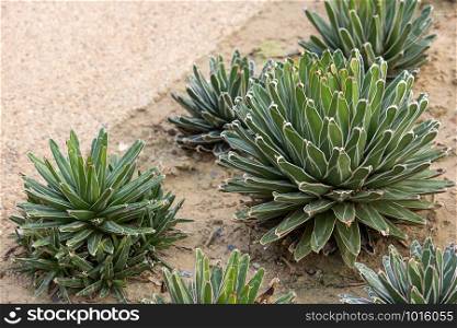Agave plant decorative in garden outdoor