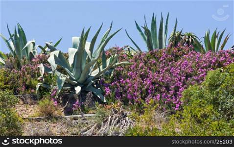 Agave plants and purple flowers on summer hill.