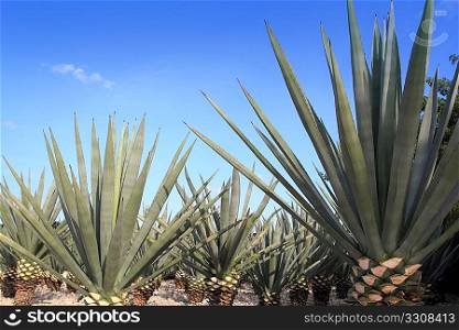 Agave tequilana plant to distill Mexican tequila liquor