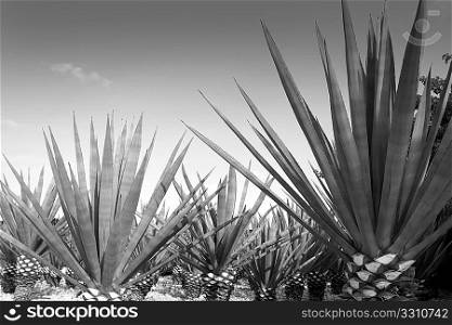 Agave tequilana plant to distill Mexican tequila liquor