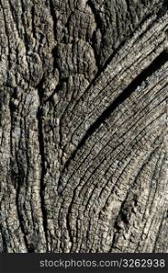 Aged old gray wood macro, rough texture for background