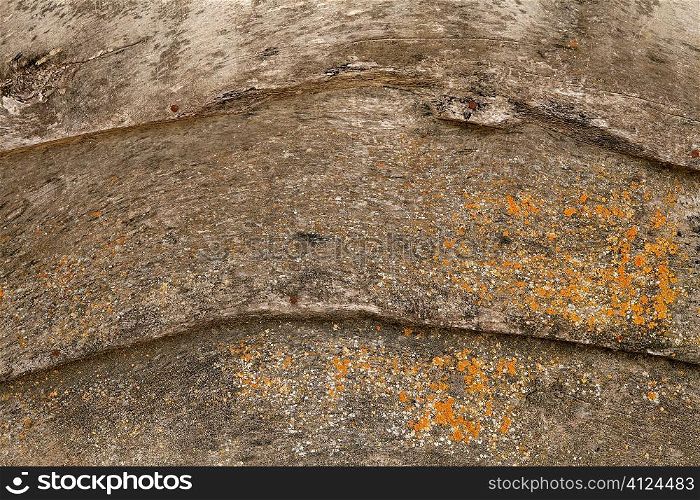 Aged old grunge gray wooden wall with yellow moss