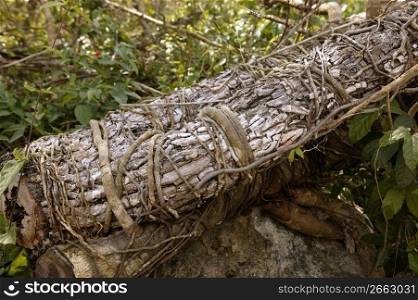 Aged old trunk cut fallen Mexico jungle gum tree