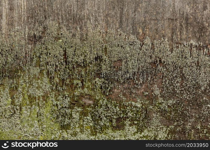 aged wood with surface moss