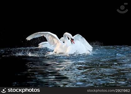 Aggressive and tender mute swan behaviour during mating ritual