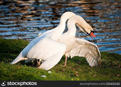 Aggressive and tender mute swan behaviour during mating ritual