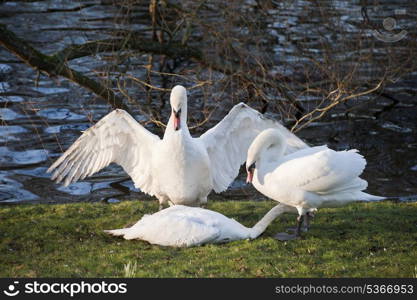 Aggressive and tender mute swan behaviour during mating ritual