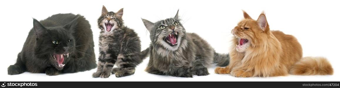 aggressive cats in front of white background