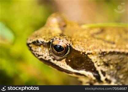 agile frog, closeup of the head