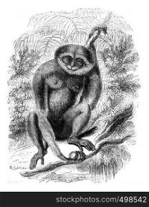Agile Gibbon, vintage engraved illustration. Magasin Pittoresque 1841.
